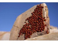 Uğur böceği kolonilerinden görsel şölen