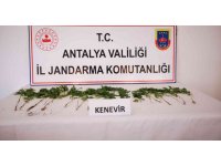 Bahçesinde kenevir ekimi yapan şüpheli yakalandı