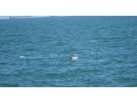 Mersin’de can pazarı