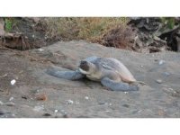 Mersin’de 4 bine yakın caretta caretta yuvası tespit edildi