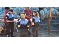 Mersin’de hayvan satıcıları dolandırıcılara karşı bilgilendiriliyor