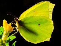 Kahramanmaraş’ta Kleopatra kelebeği görüntülendi