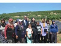 Isparta lavanta festivaline hazırlanıyor