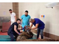 Alt çene kemiği kırık olan deveye implant takıldı