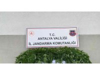 Tapulu arazilerinde kenevir yetiştiren şüpheliler yakalandı