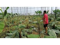 Seranın naylonlarını kesip 230 muz fidanını kırdılar