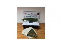 Antalya’da evinin bahçesindeki serada kenevir yetiştiren şahıs yakalandı