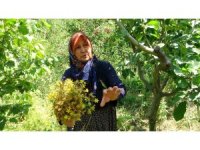 Köylünün "yarım doktor" dediği "sarı kantaronda" hasat başladı