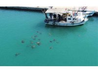 Balıkçıların dostu caretta carettalar döndü, bu kez kat kat fazla