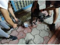 Hatay’da 7 köpek zehirlendi