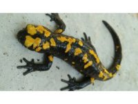 Nesli tehdit altında olan ’sarı benekli semender’ Amanoslar’da görüntülendi