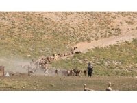 Maraş dondurmasına süt üretiyorlar