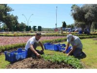 Kemer peyzaj çalışmalarıyla renklenecek
