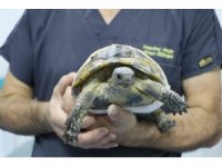 Arabanın ezdiği kaplumbağa hayata tutundu