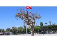 Mersin’deki asırlık ağacın zehirlenmesiyle ilgili 3 şüpheli gözaltına alındı