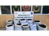 Keçiboynuzu hırsızları suçüstü yakalandı