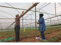 Antalya’da üreticilere beyazsinekle mücadele için renkli yapışkan verildi