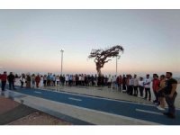 AK Partili gençlerden Mersin’deki ağaç katliamına tepki