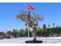 Mersin Büyükşehir Belediyesi’nden ’ağaç’ açıklaması