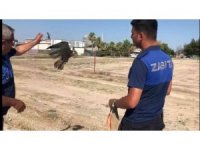 Direğe bağlanmış doğanı kurtarıp doğaya bıraktılar