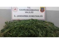 Kenevir yetiştiren şüpheli gözaltına alındı