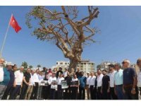 Mersin’de yarım asırlık ağacın kurutulmasına tepkiler sürüyor