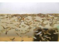 Sivrisinekle mücadele için 37 bin balık havuzlara bırakıldı