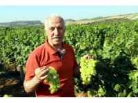 Başkan Gültak, Mersinlileri Üzüm Şenliğine davet etti