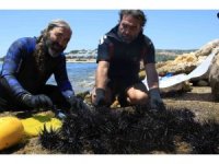 Akdeniz’de dikenli zehirli deniz kestanesi istila hızı yüzde 108