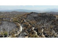 Orman yangınlarına keçiboynuzlu tampon bölge önerisi