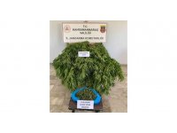 Orman arazisinde kenevir yetiştirirken yakalandı