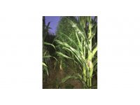 Evinde esrar, mısır tarlasında kenevir ele geçirildi