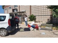 Hatay’da öldürülen yavru köpekler için suç duyurusu