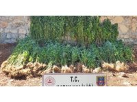 Hatay’da 15 bin 750 kök kenevir bitkisi ele geçirildi