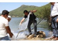 Karacaören Barajına 115 bin balık bırakıldı