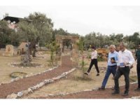 Tarsus’ta ’Zeytin Gen Koruma Alanı’ açılıyor