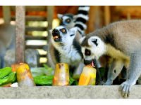 Tarsus Doğa Parkı’ndaki canlılar buzlu yiyeceklerle serinletiliyor