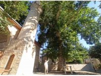Bektutiye Camii’nin asırlık çınarla komşuluğu