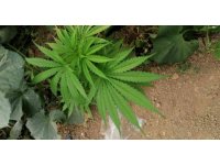 Elmalı’da jandarmadan kenevir operasyonu