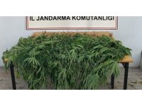 Korkuteli’de jandarma 30 kök kenevir ele geçirdi