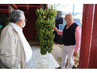 Alanya Muzu coğrafi işaret ile tescillendi