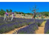 Mersin’de köylüler lavantayı sevdi