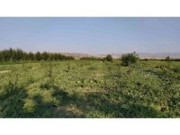 Korkuteli’de kooperatif karpuz alımına başladı