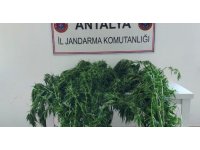 Alanya’da serada 43 kök kenevir ele geçirildi