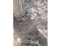 Kahramanmaraş’ta çöl varanı görüldü