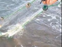 Antalya’da balıkçı ağına takılan caretta yavruları kurtarıldı