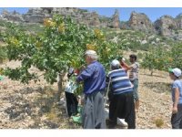 Mut’ta fıstık hasadı başladı