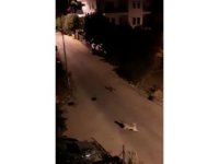 Mahalleye inen domuz sürüsü ile köpeklerin kovalamacası kamerada