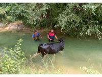 Sulama kanalına düşen ineğin yardımına itfaiye yetişti