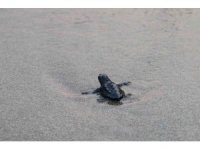 Patara’da caretta caretta yavruları denizde